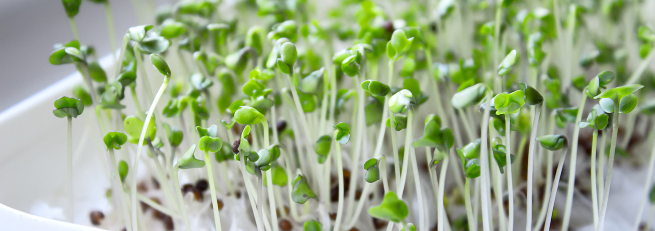 Caudill Sprouting Header